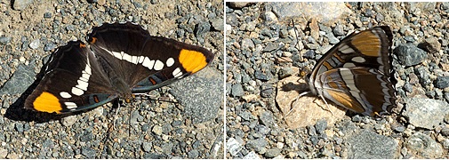 Adelpha Californica