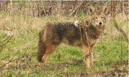 Canis Latrans